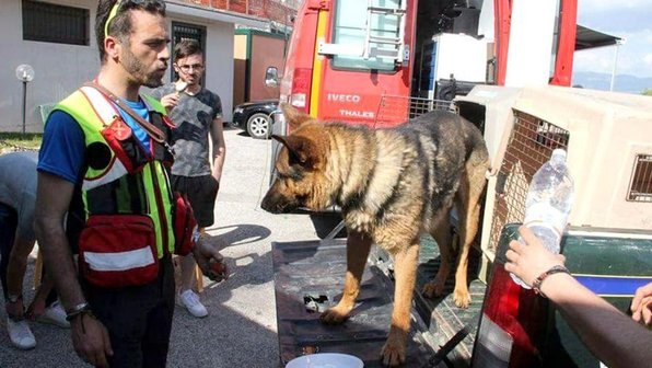 Хвостатый друг: самые смелые четвероногие герои наших дней