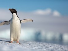 Кадр из Пингвины