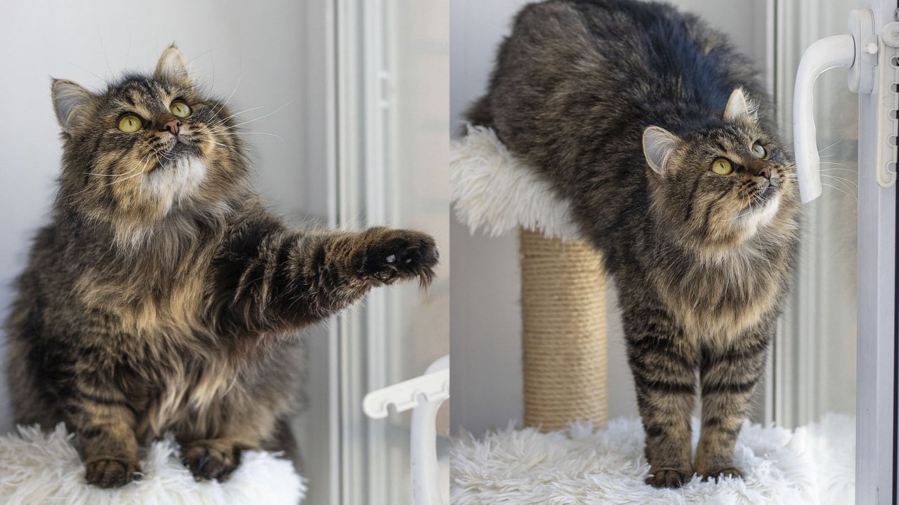 Кот по имени Бубик Кот по имени Бубик