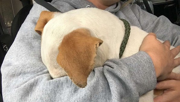 Бездомный щенок обнял женщину в благодарность за спасение