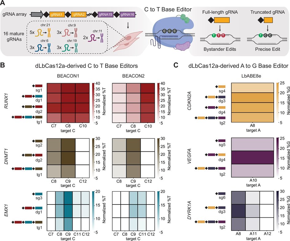 Cas12a Cas12a