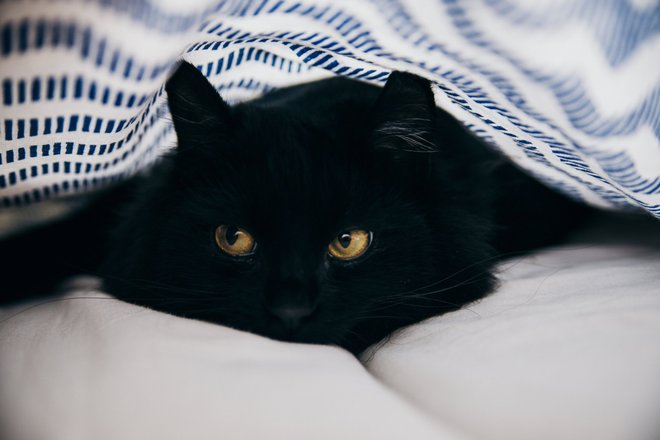 Черный кот Черный кот