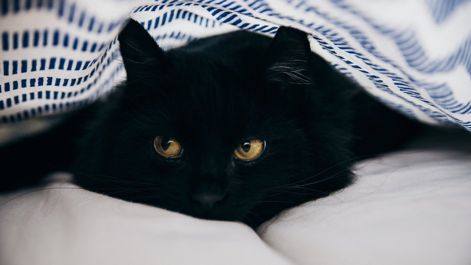 Черный кот Черный кот