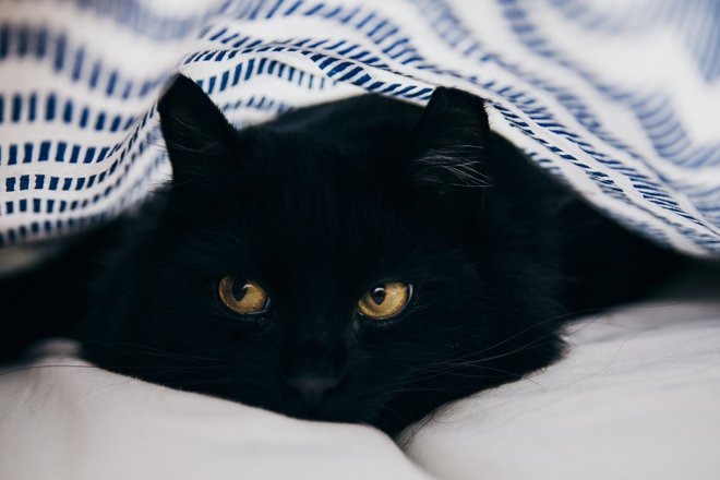 Черный кот Черный кот