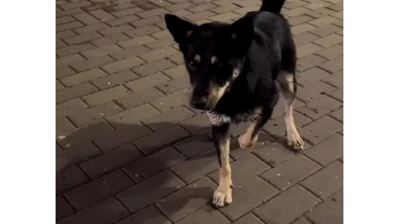 Уличная собака нашла шишку и начала звать прохожих поиграть