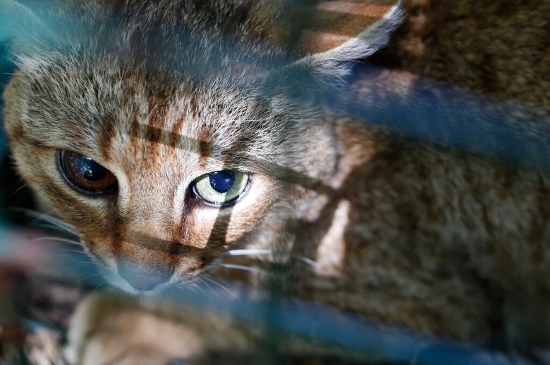 Кошка-лиса обитает в отдаленных лесных зарослях северной Корсики. Фото: phys.org