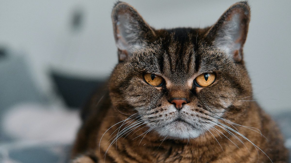 Почему в кормах для кошек должен содержаться таурин - Питомцы Mail.ru