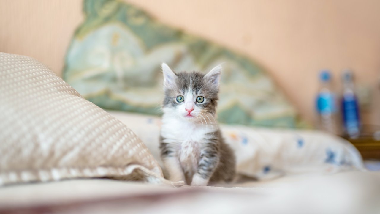 Котенок Котенок