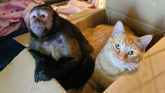 Обезьяна подружилась с котом. Теперь они одна семья!