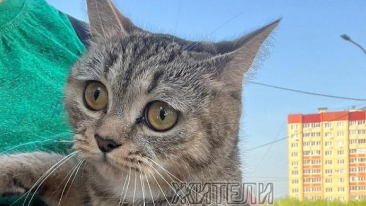Кошка, которую выбросили в мусорку Кошка, которую выбросили в мусорку