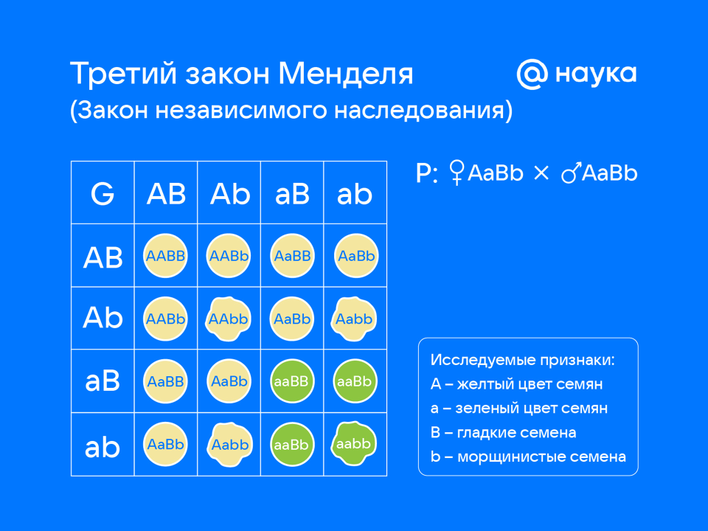 Инфографика, изображающая третий закон Менделя