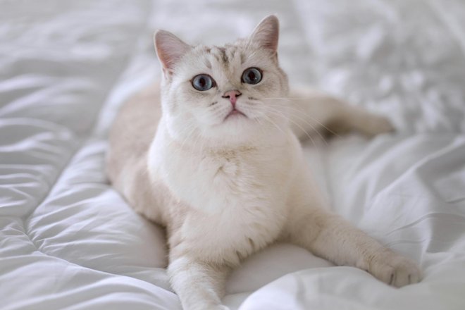 Кошка на кровати Кошка на кровати