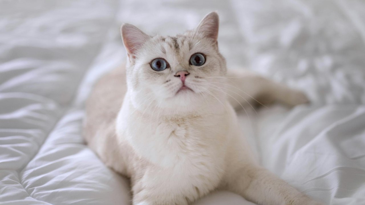 Кошка на кровати Кошка на кровати