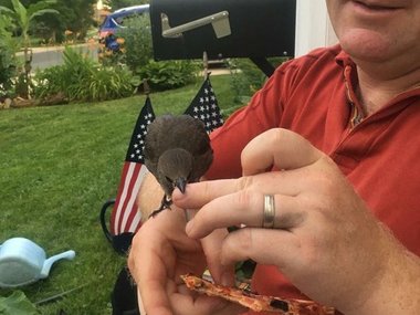 Мой дядя нашел птичку.