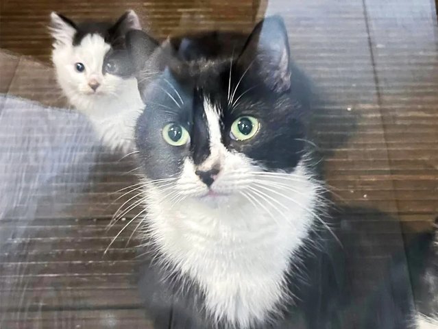 Кошка привела котят на порог чужого дома, умоляя их спасти