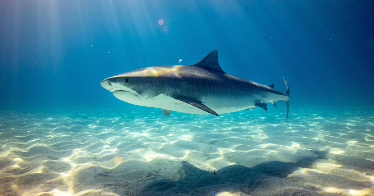 Разнообразие акул упало до рекордного минимума