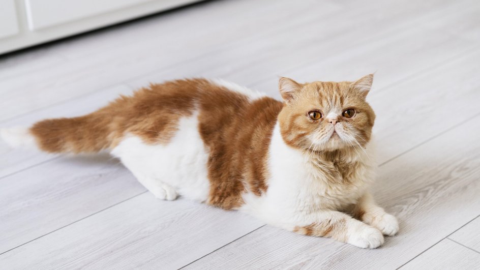 Экзотическая короткошерстная кошка бело-рыжего окраса и с добрым характером лежит, растянувшись на полу Экзотическая короткошерстная кошка бело-рыжего окраса и с добрым характером лежит, растянувшись на полу