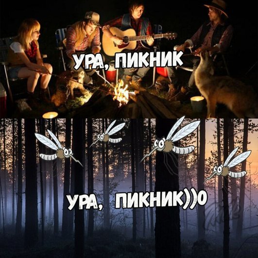 Но пока — все на пикник! Но пока — все на пикник!