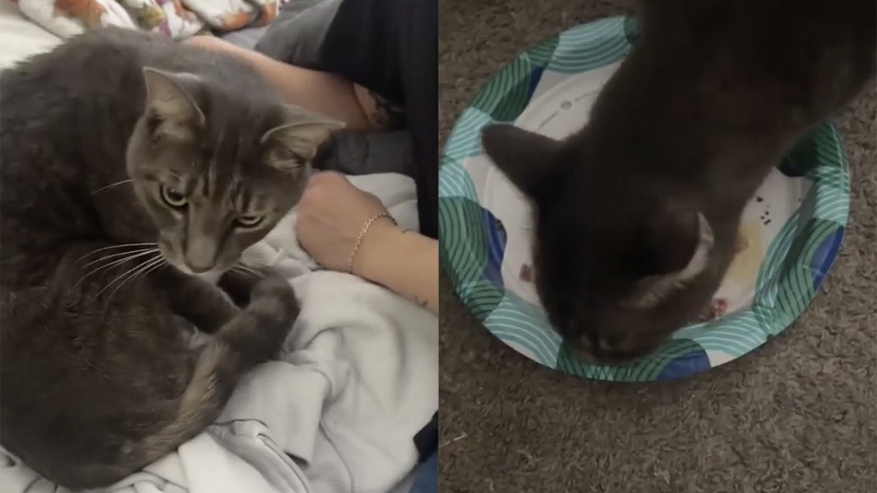 Спасение соседского кота Спасение соседского кота