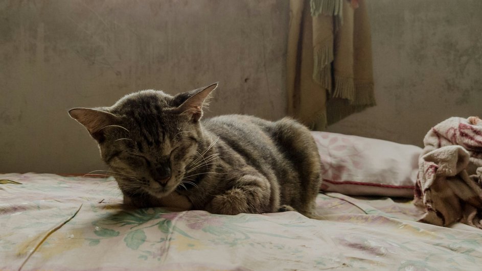 Кошка, больная раком, лежит на кровати Кошка, больная раком, лежит на кровати