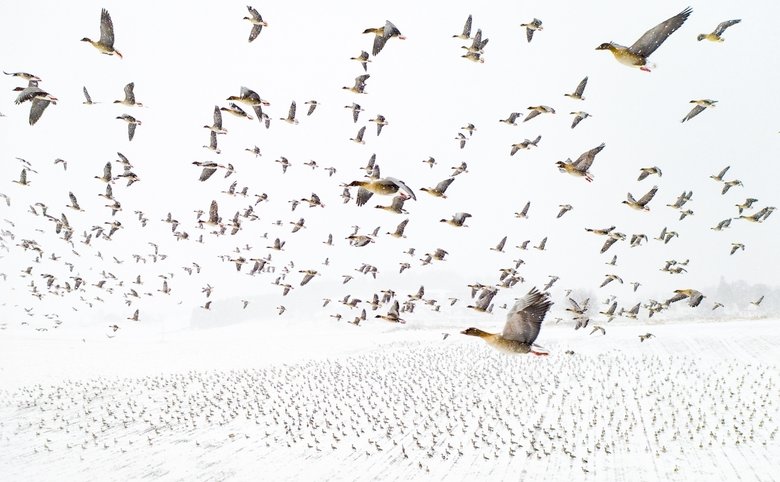 Короткоклювые гуси встречают зиму. Фото: Pink-Footed Geese Meeting the Winter by Terje Kolaas. Источник: droneawards.photo