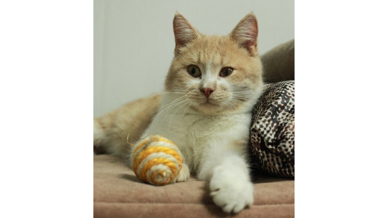 Котенок, который жил на свалке, получил шанс на вторую жизнь Котенок, который жил на свалке, получил шанс на вторую жизнь