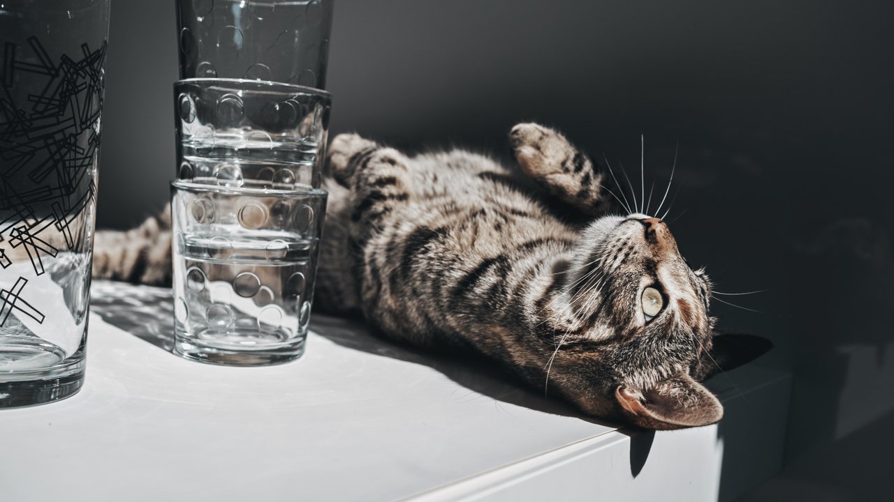 Вода для кошек