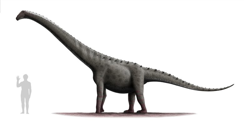 Внешний вид титанозавра. Фото: wikipedia.org / CC BY-SA 3.0