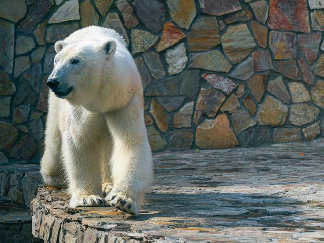 В Санкт-Петербурге чествуют Снежинку