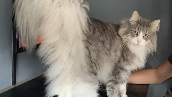 Меховые штанишки: 15 кошек, которые утеплились к морозам