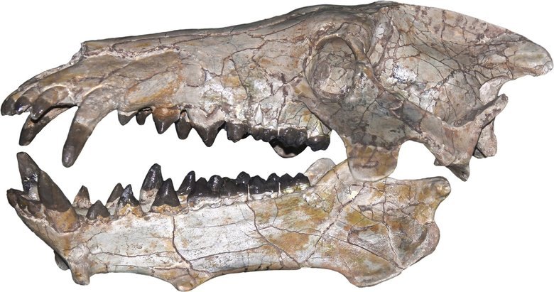 Этот череп энтелодонта нашли в Северной Америке. Исчтоник : gizmodo.com