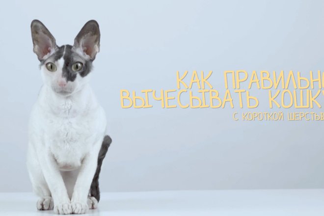 кошкаи.png