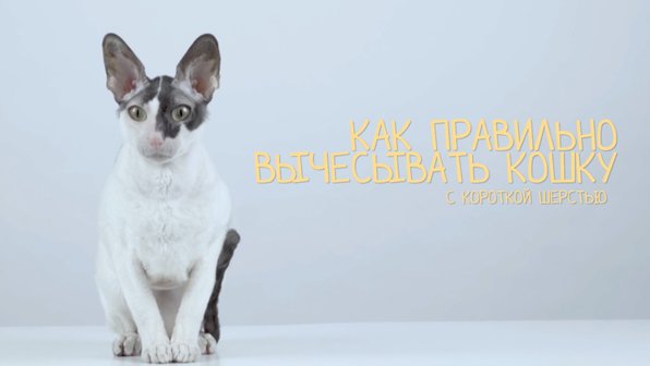 Видео: как вычесывать кошку с короткой шерстью