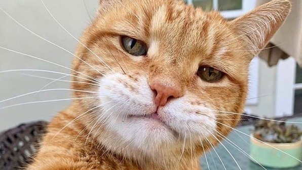 15 фотографий животных, которые похожи на людей