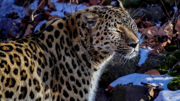 «Неизвестный» дальневосточный леопард прогулялся по дороге в Уссурийске