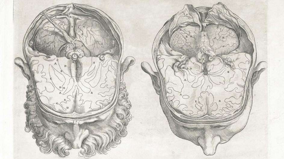Рисунки мозга человека Рисунки мозга человека