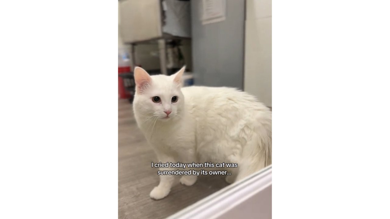 Кота сдали в приют: причина вас потрясет Кота сдали в приют: причина вас потрясет