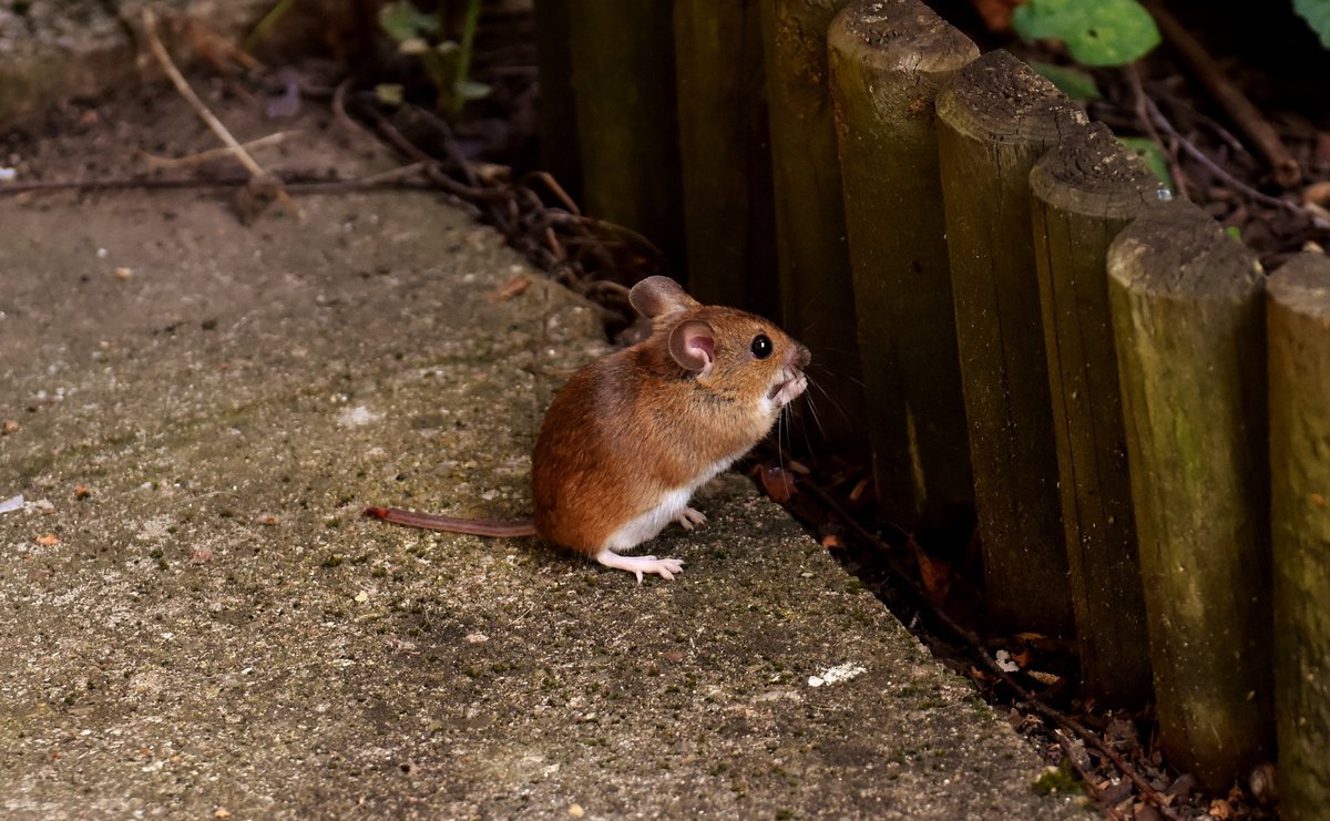 wood-mouse-3082921_1920