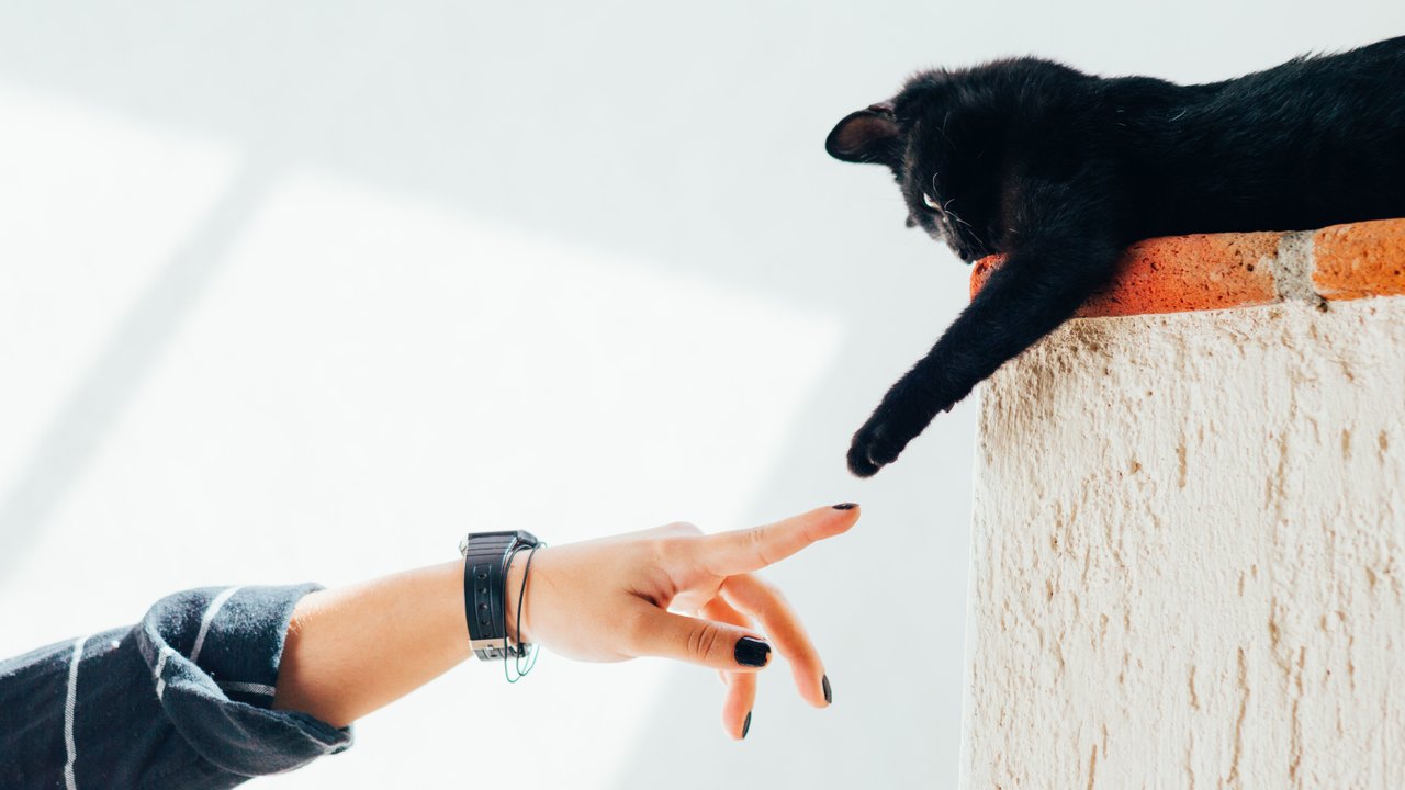 Коты часто будят хозяев, если чувствуют опасность Коты часто будят хозяев, если чувствуют опасность
