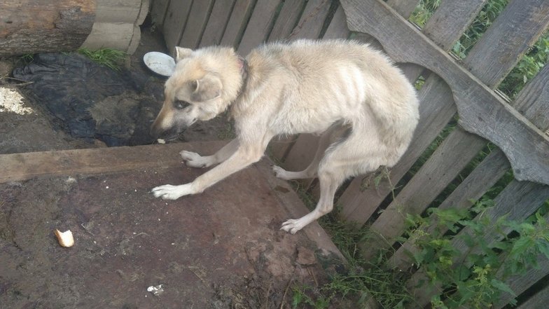 Pets.mail.ru Pets.mail.ru