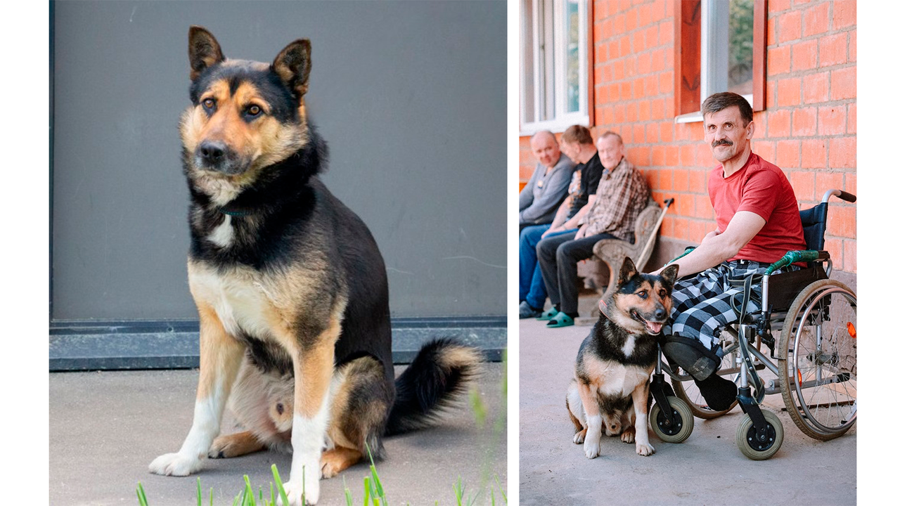 Closed Vladimir blossomed next to the animals