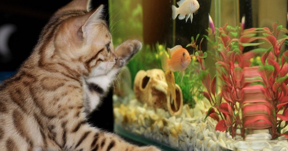 Не опасно размещать в спальне аквариум с рыбками?
