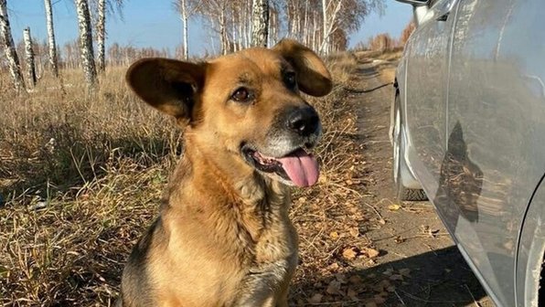 Хозяева завязали собаку в мешок и вывезли в лес под Омском
