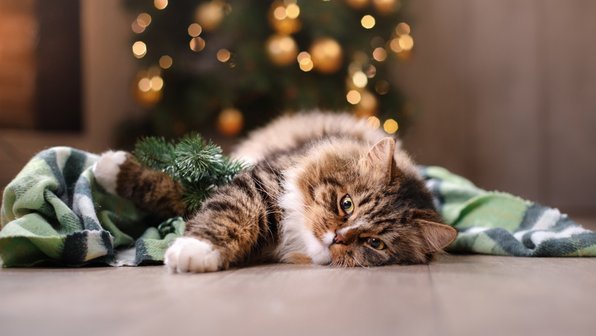 7 зимних, новогодних опасностей для кошек