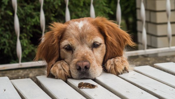 Нюхач: как собаки познают мир через запахи