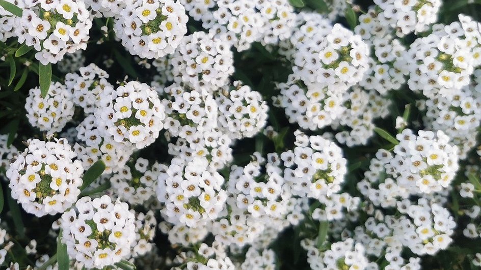 ТОП-8 неприхотливых, цветущих все лето низкорослых многолетних цветов + фото