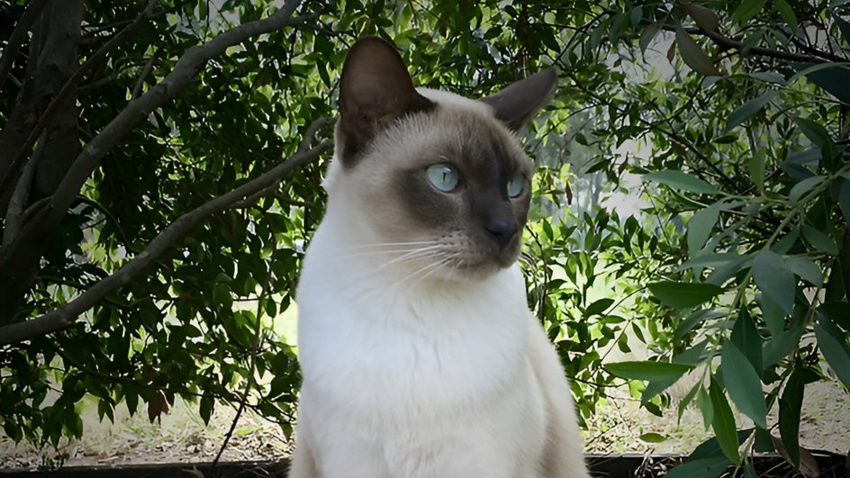 Кошка породы тонкинез сидит на улице на фоне зеленого куста Кошка породы тонкинез сидит на улице на фоне зеленого куста