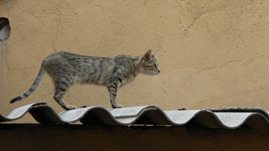 Кошка, внимание которой что-то заинтересовало, охотится и тихо крадется из-за особенностей мышечной системы Кошка, внимание которой что-то заинтересовало, охотится и тихо крадется из-за особенностей мышечной системы