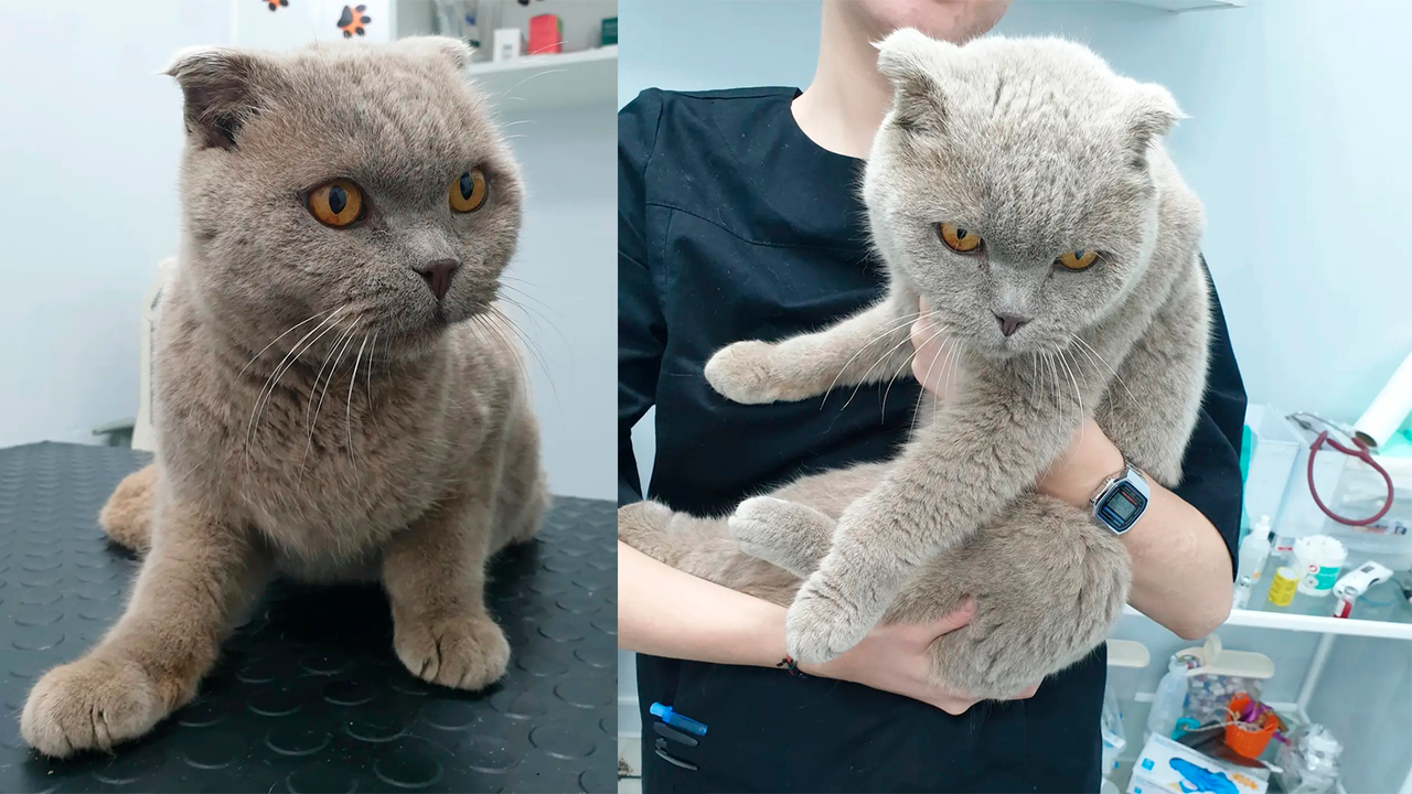 Кот Оливер оказался ласковым и с ходу пошел на руки Кот Оливер оказался ласковым и с ходу пошел на руки