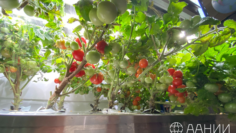 Урожайность томатов составила 29 кг.